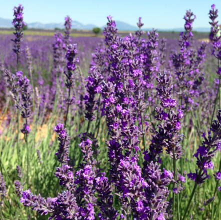 настоящая лаванда