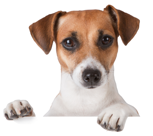 Ветеринарная клиника