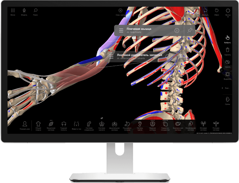 Интерактивная анатомия. Стол для 3д анатомического атласа. Атлас Пирогова 3d. Интерактивный анатомический стол «пирогов» модель-2 цена в Москве.