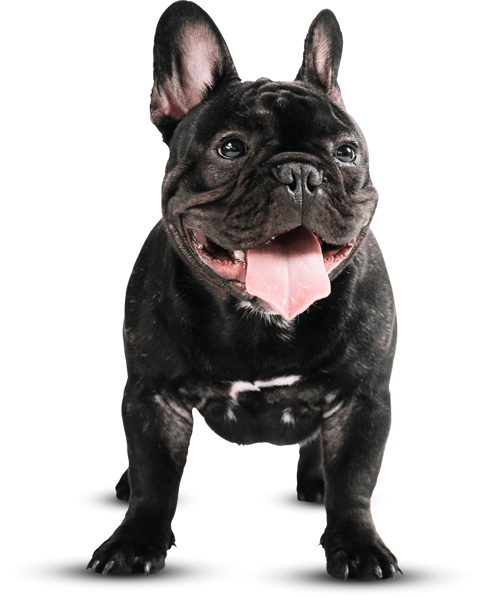 How to become rich. Rich надпись. Rich breed. Rich breed. Rich breed.