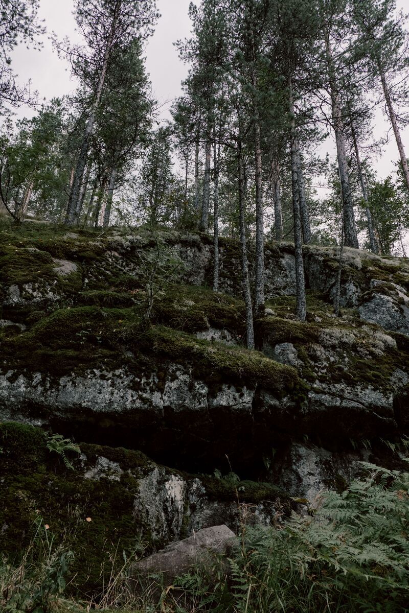 Карельский лес