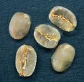 Веронезе пример дефекта кофе вариант 1