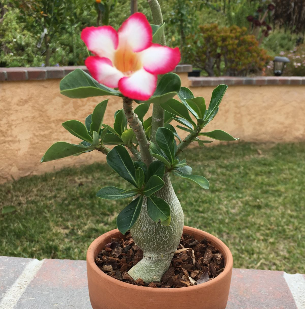 Green indoor plant in pot