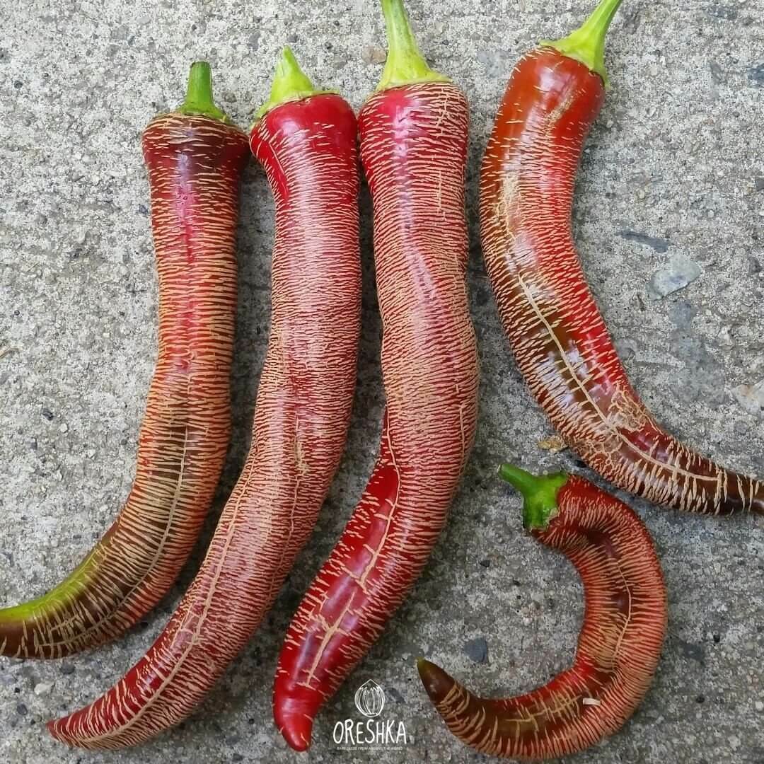 Seeds of Hot pepper Rezha Rezha macedonian (Capsicum) — 5 pcs