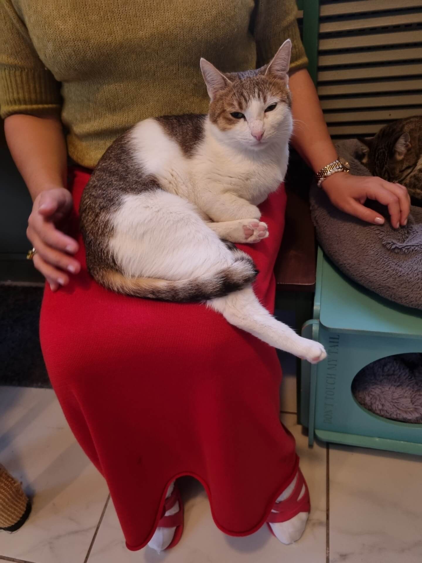 Кошка отдыхает на&nbsp;коленях у&nbsp;посетительницы