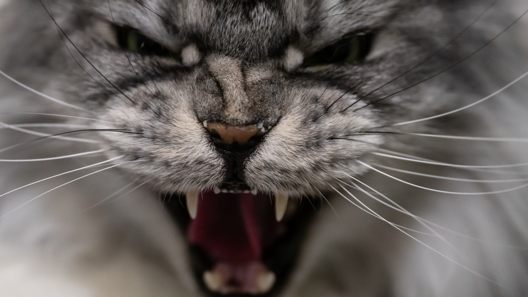 Агрессия у кошки, виды и методы коррекции