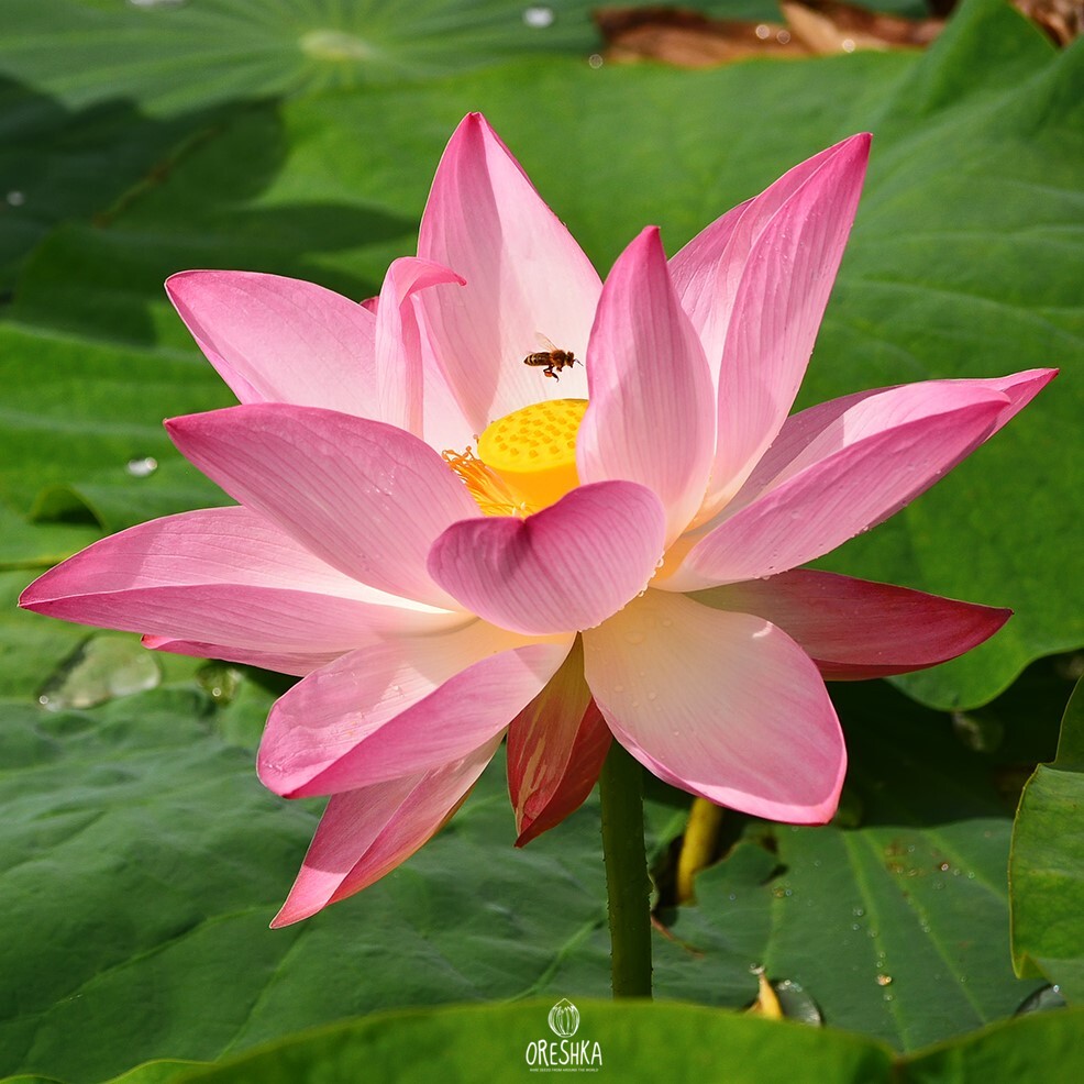 Nelumbo komarovii pink bloom