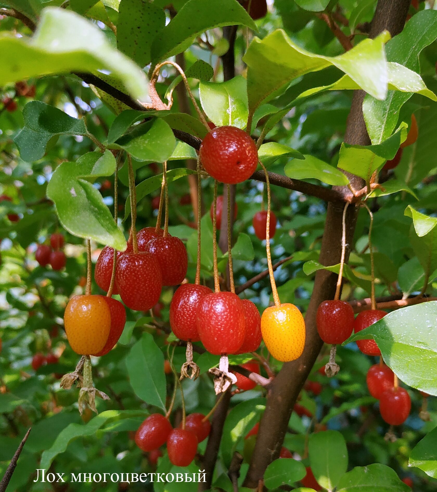 Ягодный кустарник. Лох многоцветковый Монерон гумми. Гуми 