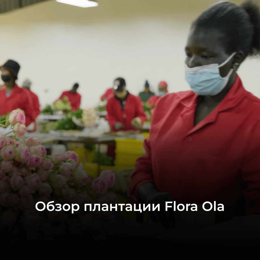 Плантация Flora Ola: обзор крупной кенийской фермы по производству цветов