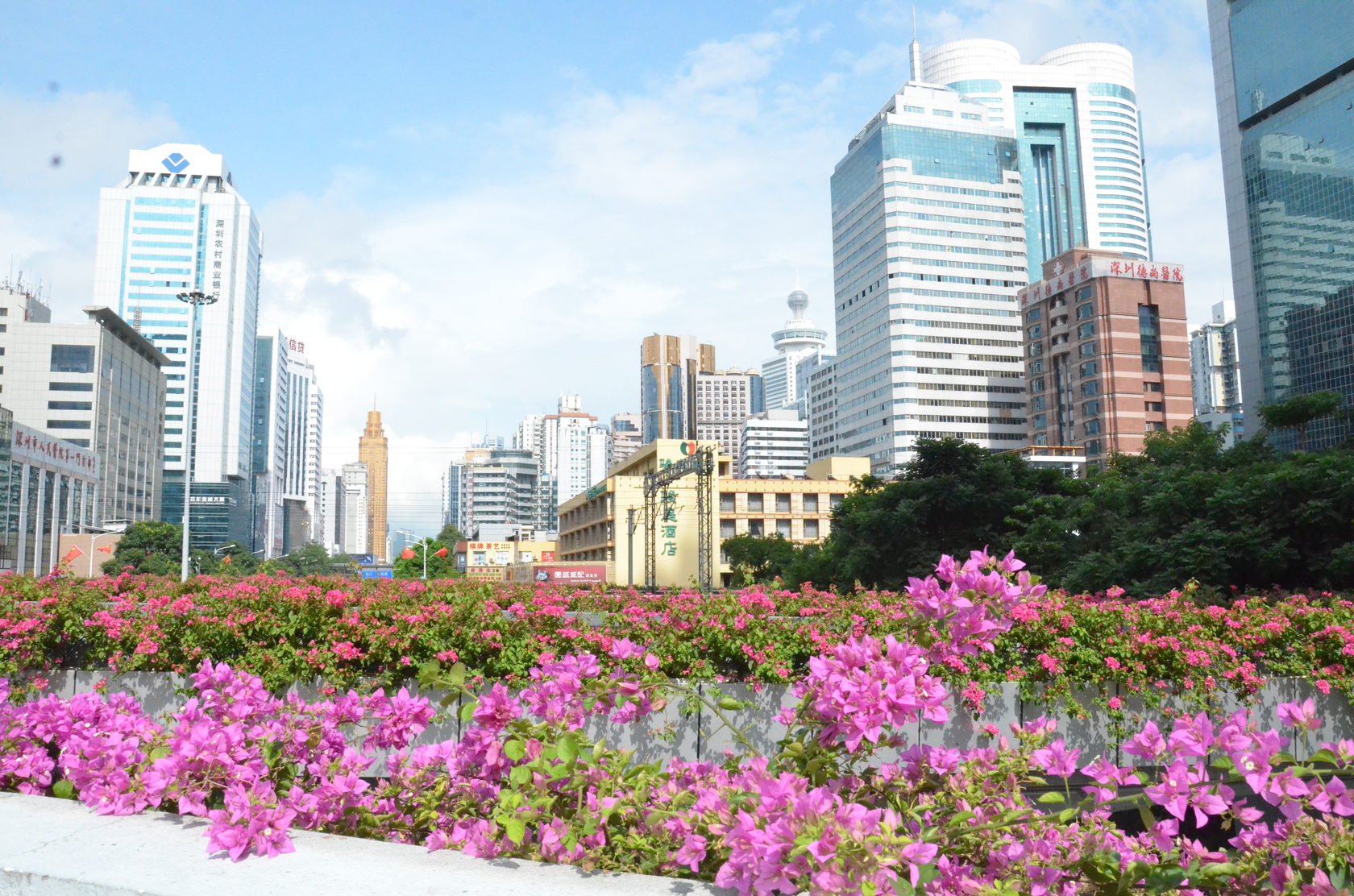 Futian shenzhen china. Парк Наньшань Шэньчжэнь. Шэньчжэнь районы. Шэньчжэнь Технополис. Ботанический сад г. Шэньчжэнь, КНР.