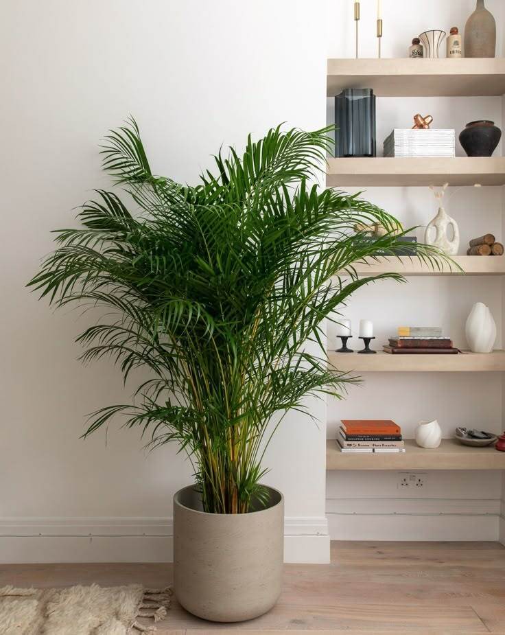 Potted plant on wooden shelf