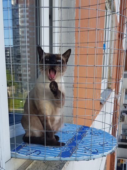 Балкон для кошек на окно | Купить в Москве выгул из сетки | Katfreedom
