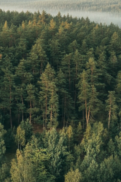 Текстура лиственницы