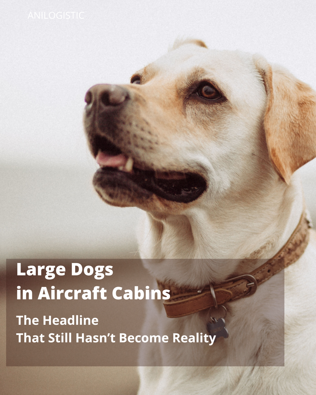 LLarge Dogs in Aircraft Cabins: