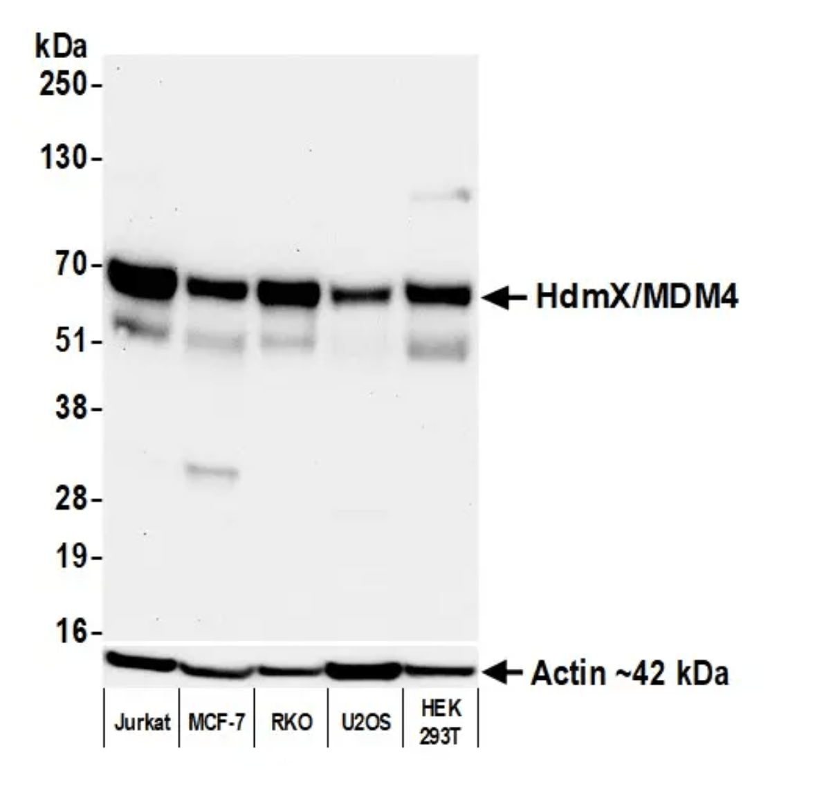 Product western blot image