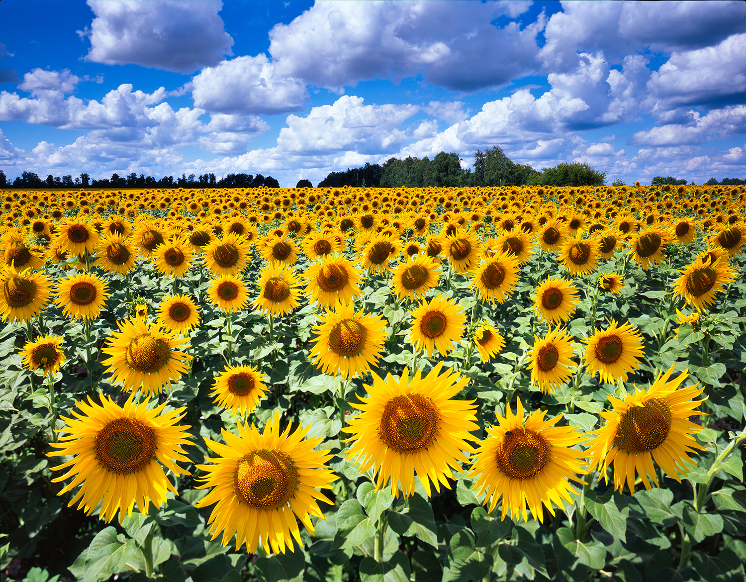 Sunflowers