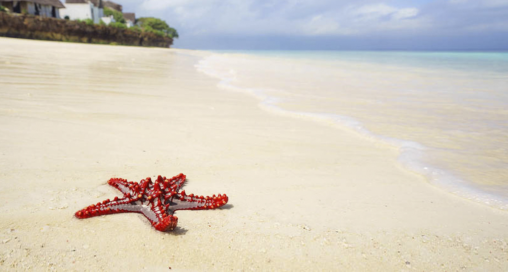 Занзибар морские звезды на пляже