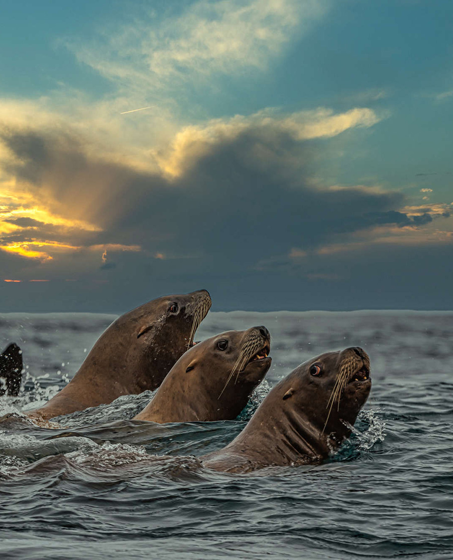 сивучи и тюлени