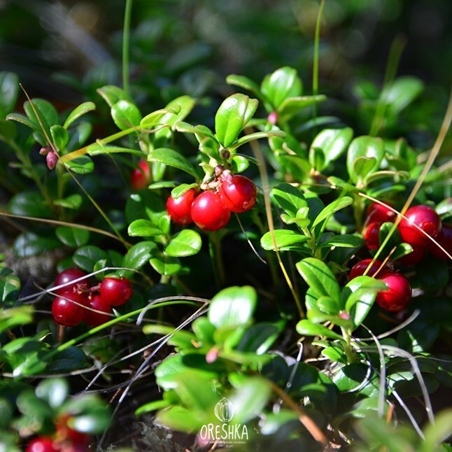 Lingonberry berries bright red ripe September harvest