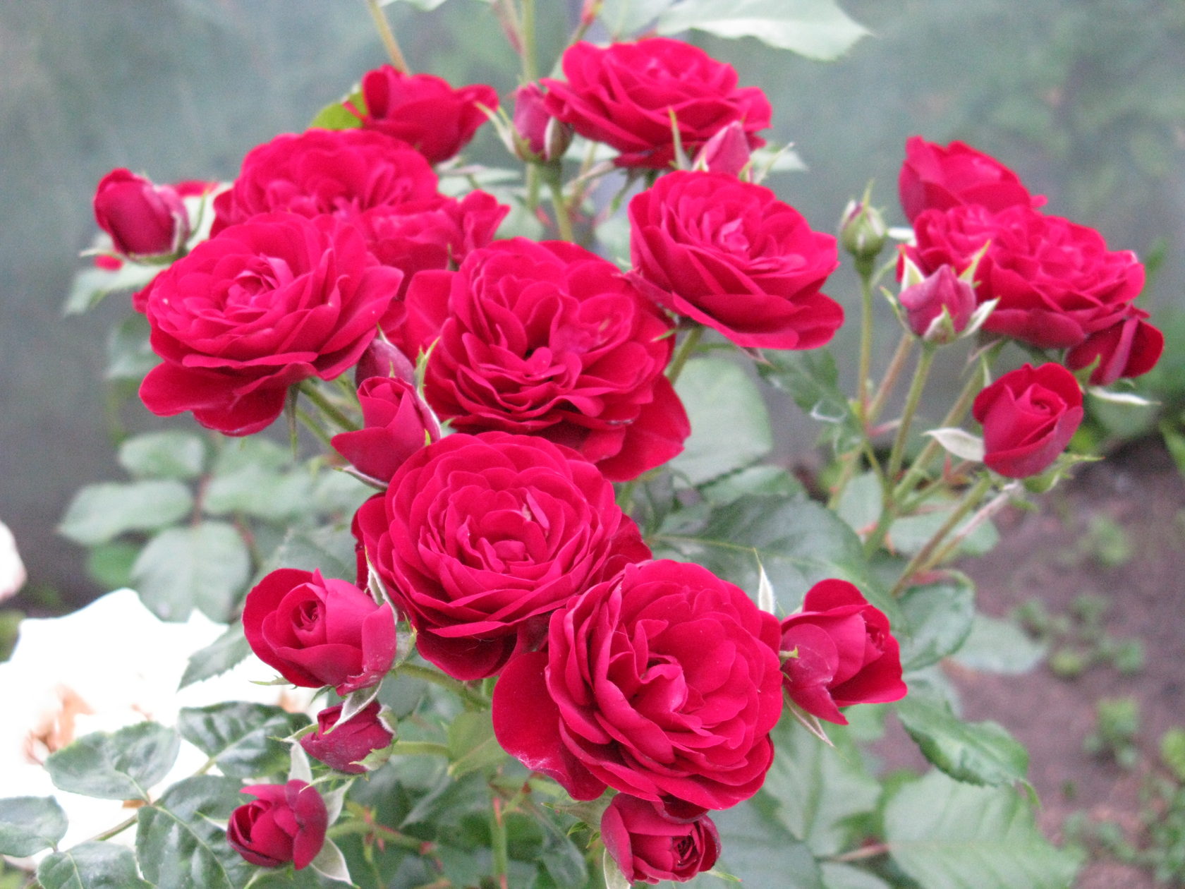 Корнесобственные сорта роз - почвопокровная &quot;Ред Фейри&quot;