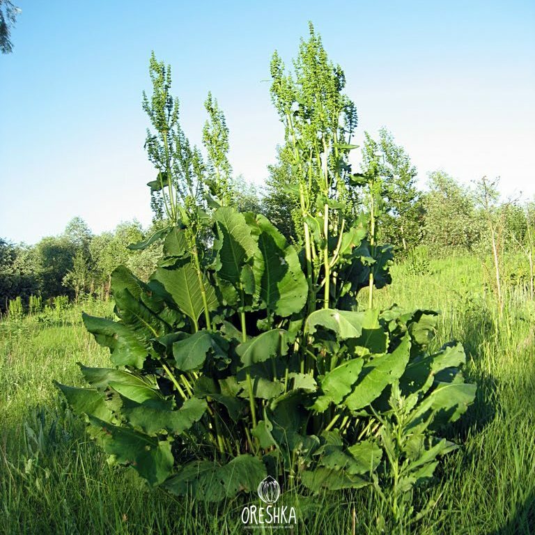 Лошадиная трава. Щавель конский трава. Щавель конский (Rumex confertus Willd.). Конский щавель (дикий щавель). Семена конского щавеля.