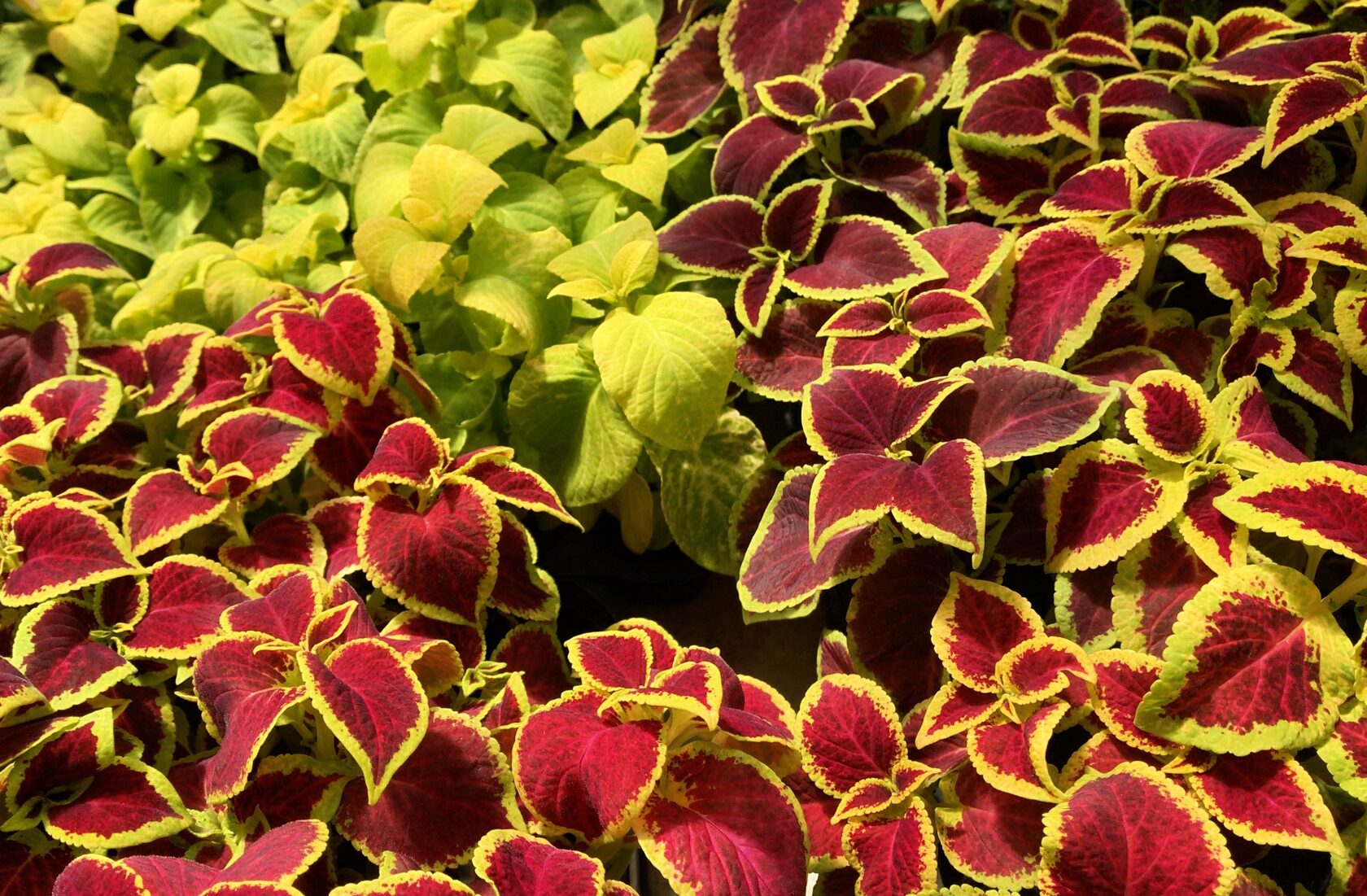 купить колеус