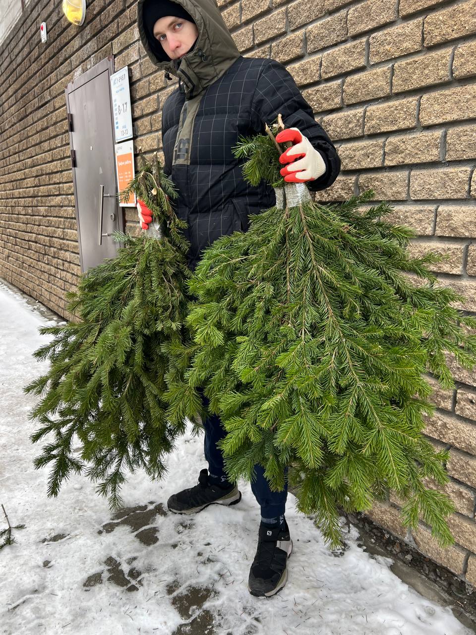 еловые ветви в Барнауле