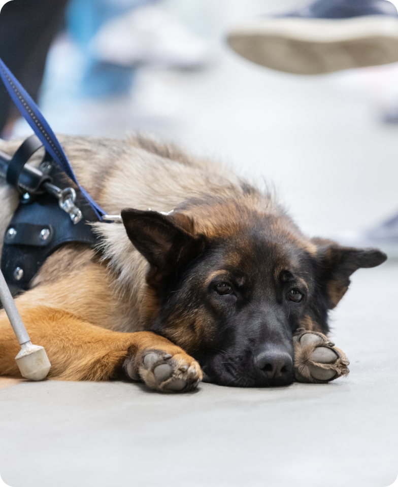 На сером полу в вагоне поезда лежит немецкая овчарка Долли, большая часть ее тела скрыта за ногами одетого в темно-синие джинсы и черные кроссовки с белыми шнурками хозяйки за кадром. Она положила голову между передних лап и немного опустила уши в стороны, взгляд выразительных черных глаз, практически сливающихся с черной маской окраса, направлен чуть в сторону от фотографа. На овчарке темно-синяя шлейка собаки поводыря, у локтя ее правой лапы виден наконечник белой трости. На заднем фоне полу-размытые ноги других пассажиров.