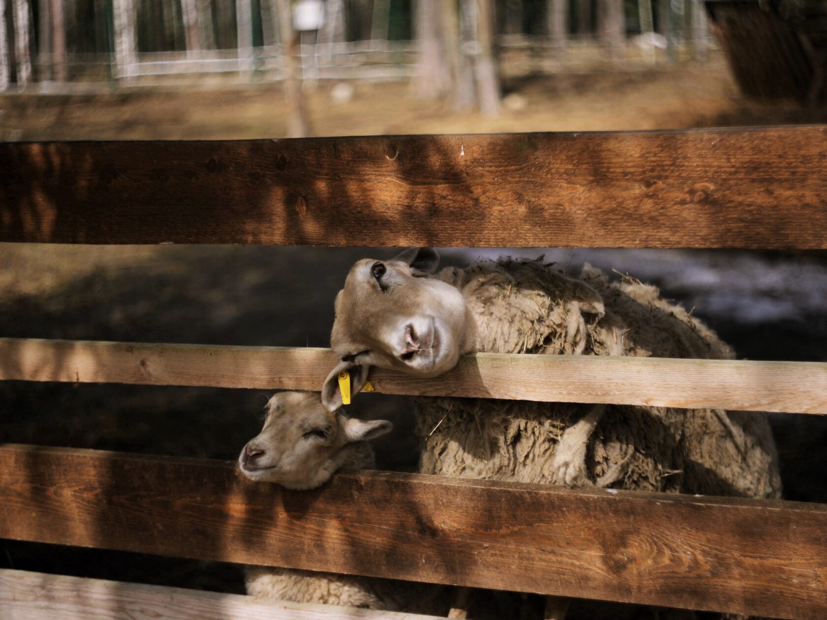 Веретьево, арт-усадьба