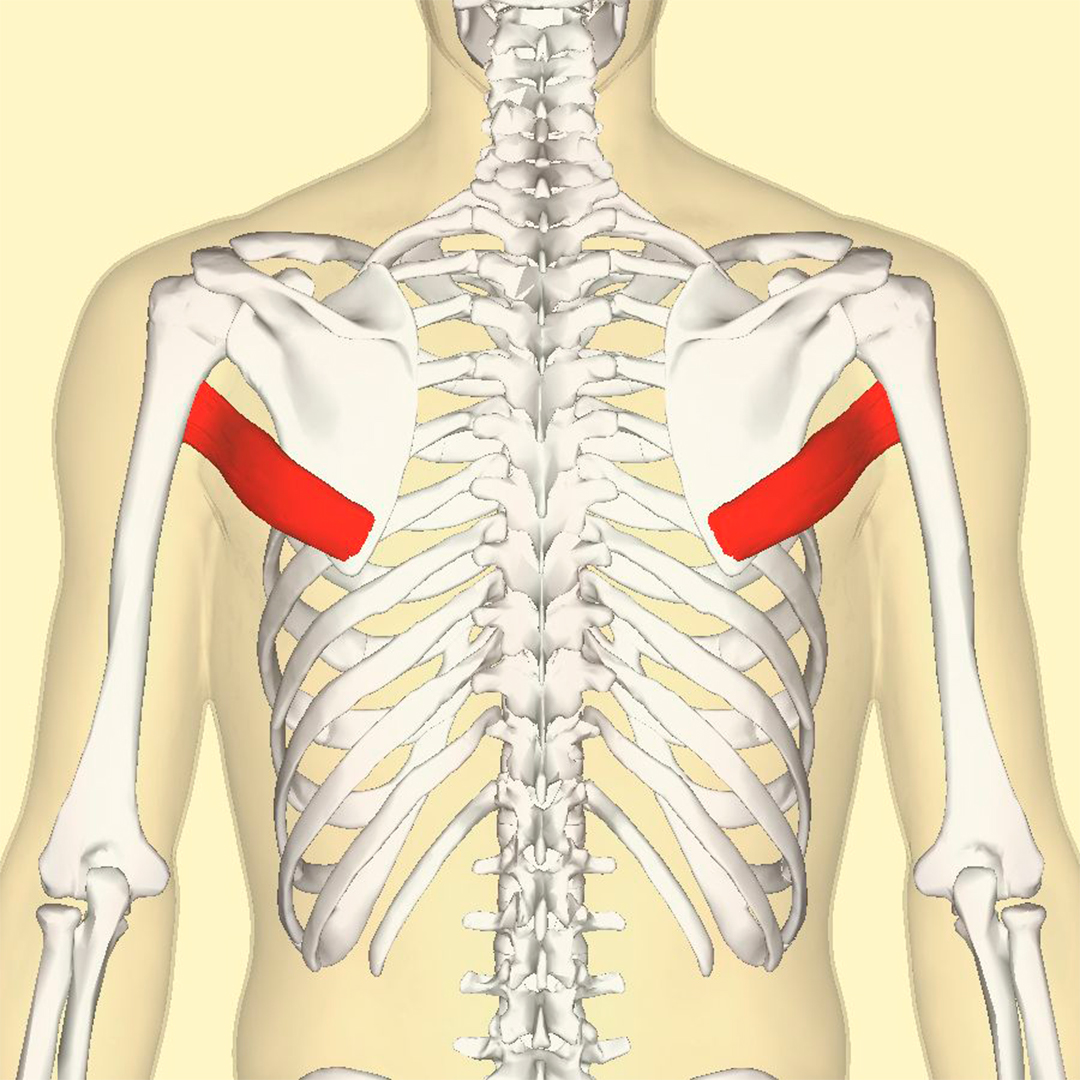 Большая круглая мышца. Teres Major. Musculus Teres Major. Teres Major мышца. Musculus Teres Major большая круглая мышца.