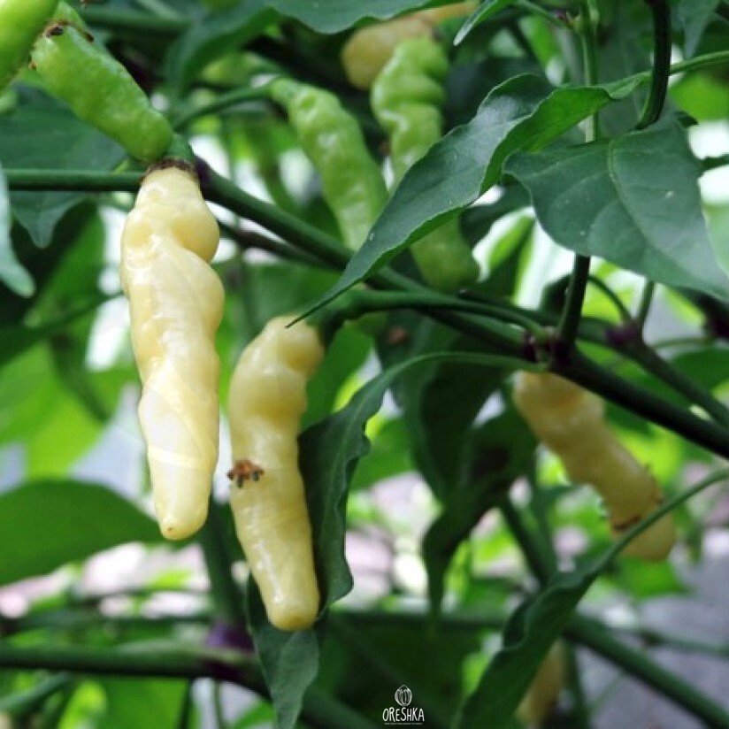 Seeds of Hot pepper White caterpillar (Capsicum) — 5 pcs