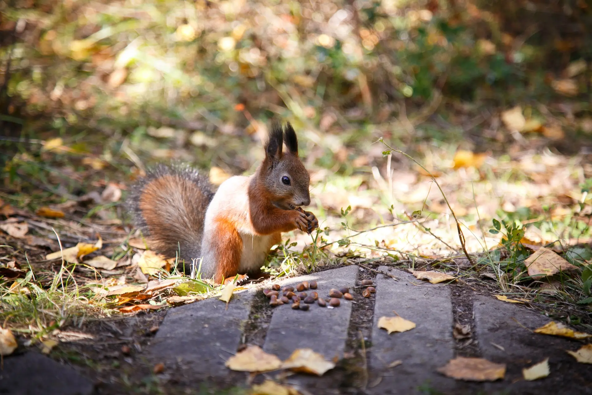 Nature Photo Talks
