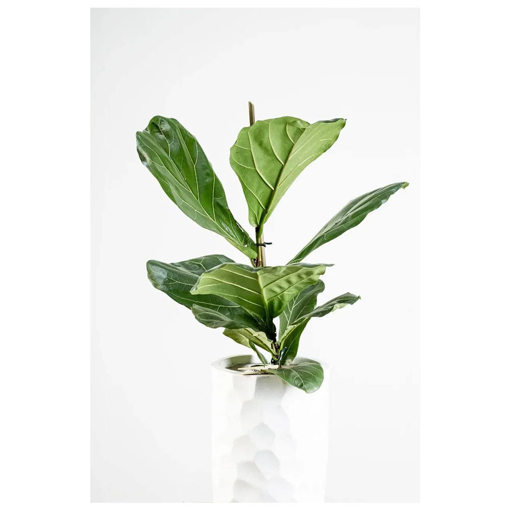 Фикус лирата 6 м. Авито фикус лирата. Фикус лирата в интерьере. Фикус лировидный (ficus lyrata). Фикус lyrata bambino.