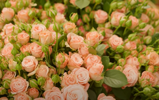 Цветы с плантации Karen Roses