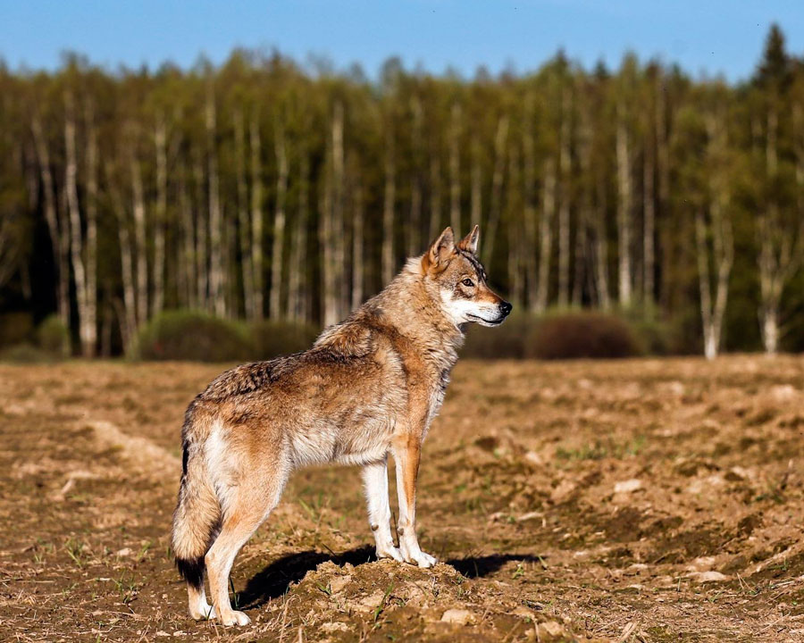 Гибрид собаки и волка гибриды млекопитающих. Волкособ длинношерстный. Канадский волкособ вольфхунд. Волкособ гибрид волка и собаки. Сибирский волкособ.