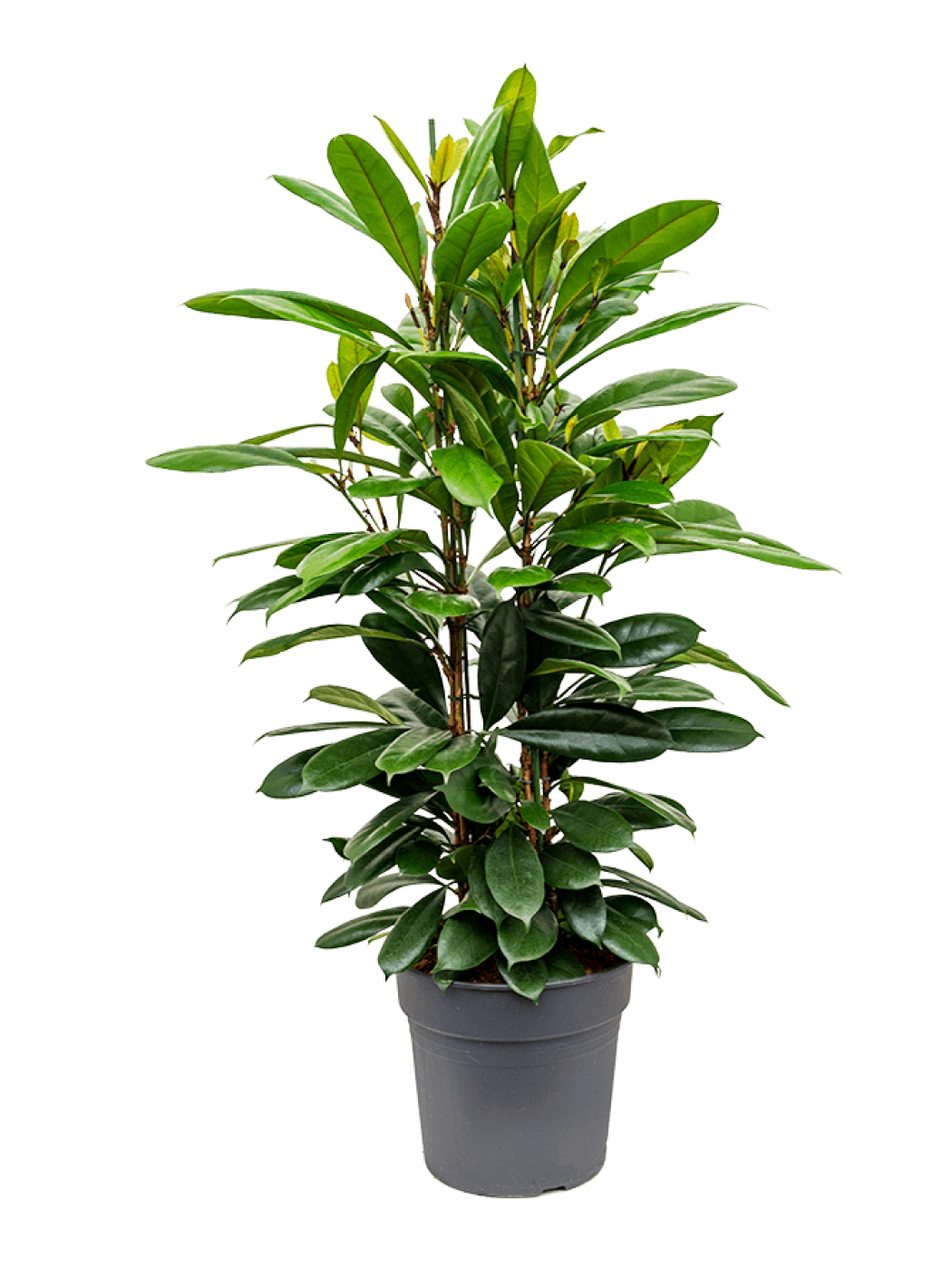 Фикус бокальчатоприлистниковый (Ficus cyathistipula). Циатистипула.