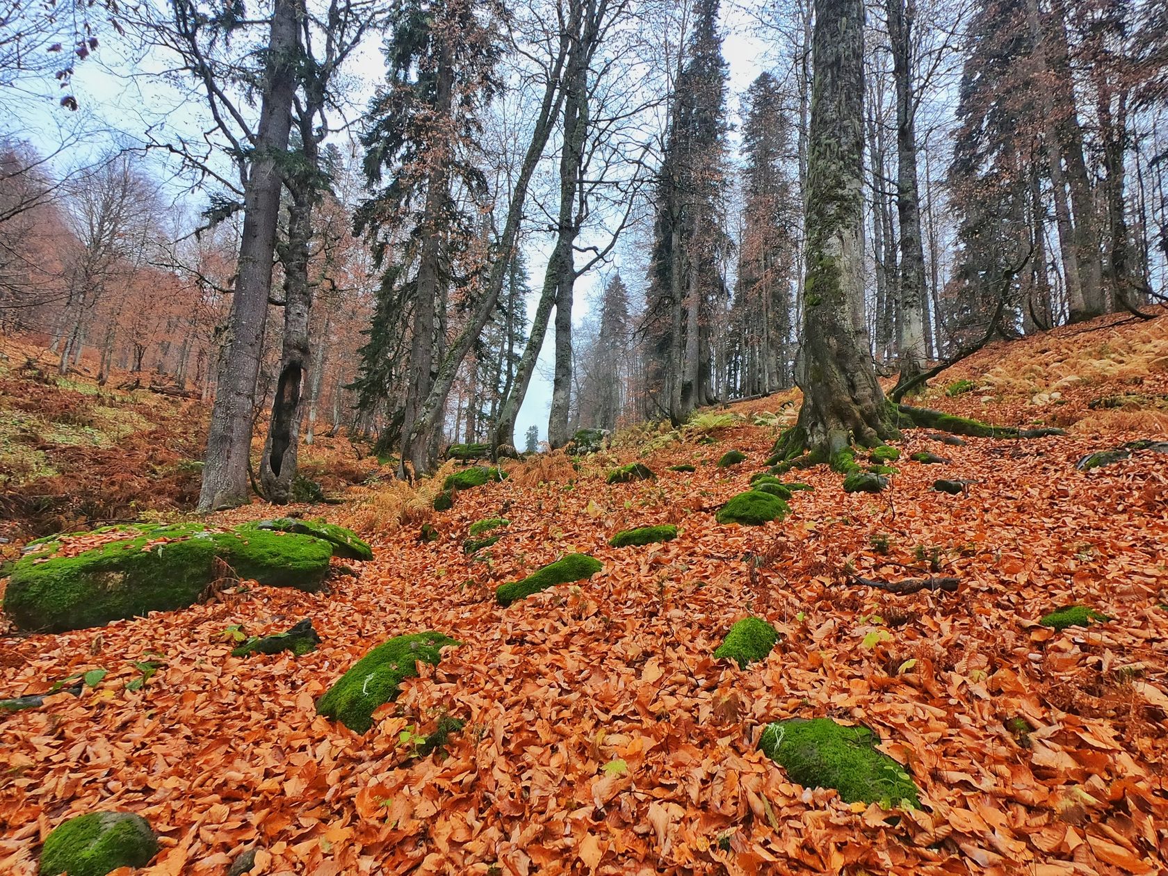 Абхазия осенний буковый лес в районе перевала 