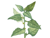 натуральная косметика, магазин профессиональной косметики, крем для ног, крем для ног с мочевиной, крем для ног купить, масло для ногтей, масло монарды для ногтей, масло для ногтей купить, косметика для ногтей, дезодорант для ног