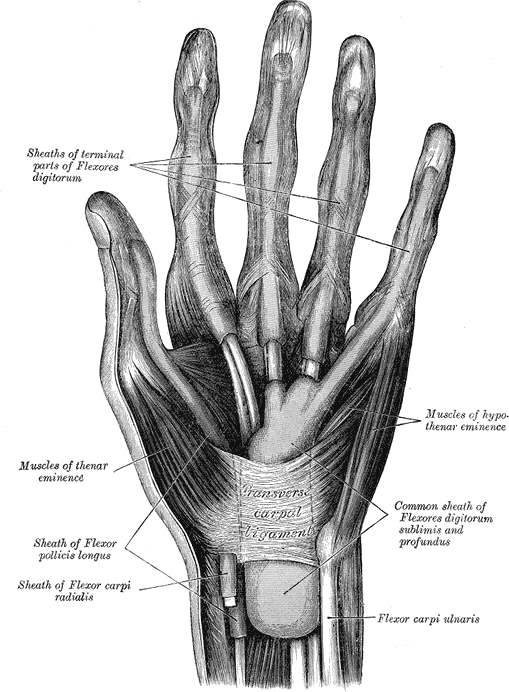 Мышцы и влагалища ладони · Gray’s Anatomy, 1918