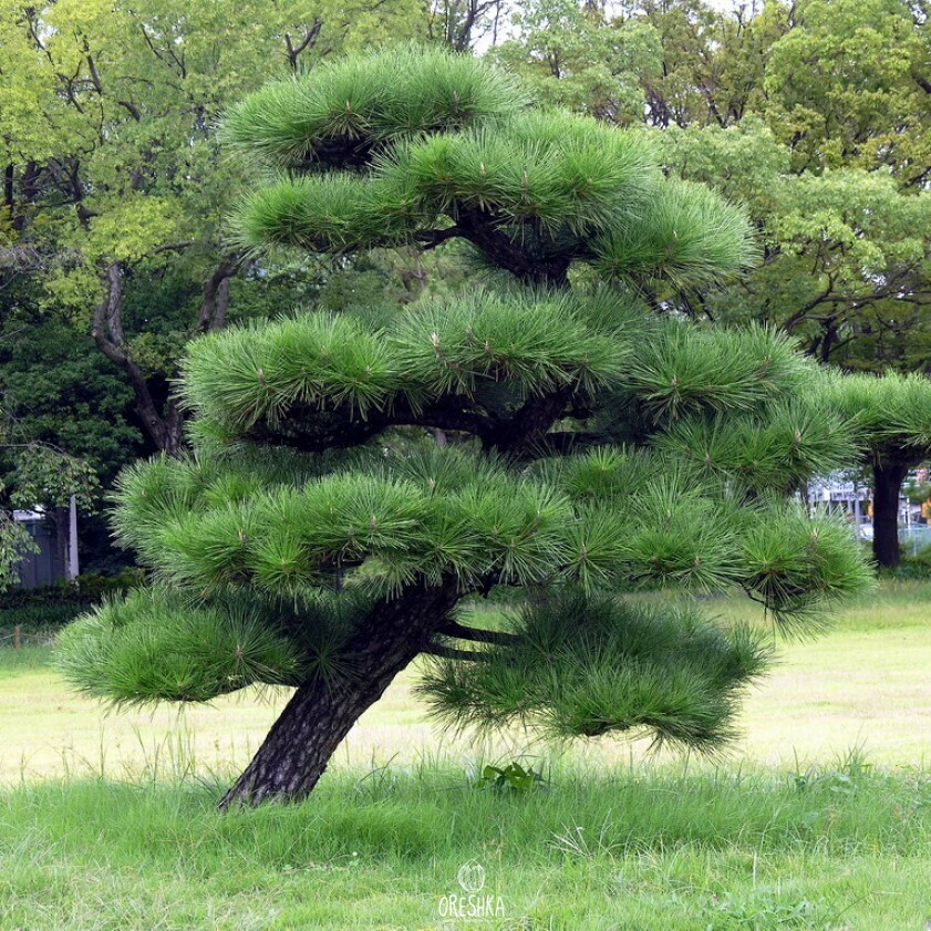 Seeds of Japanese black pine (Pinus thunbergii) — 15 pcs