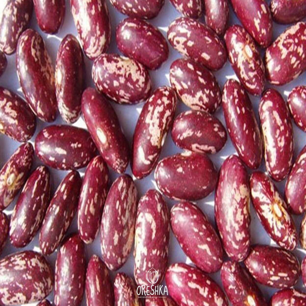 Seeds of Beans variegated red-white Kidni (Phaseolous vulgaris) — 20 pcs