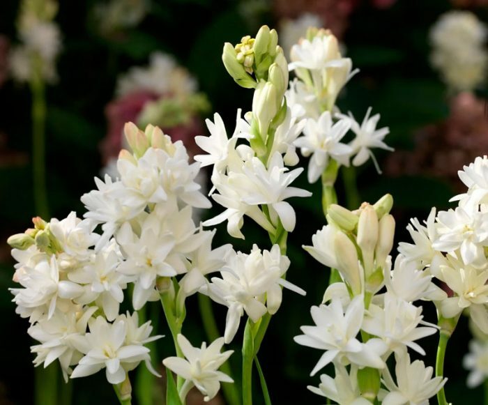 Polyanthes latifolia