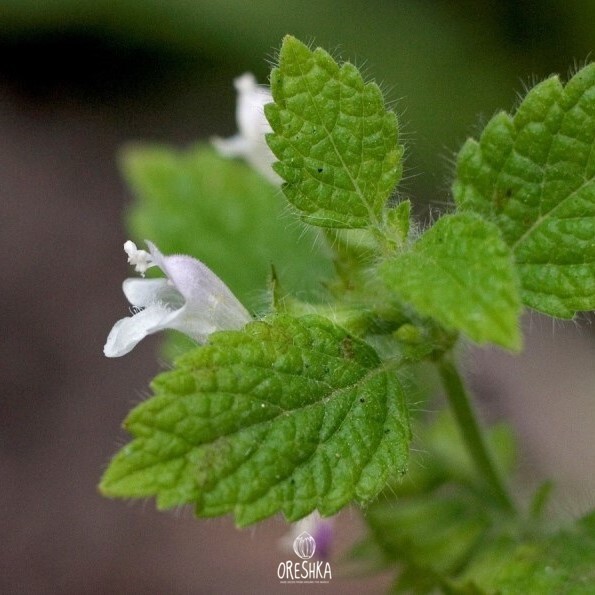 Seeds of Lemon balm (Melissa officinalis) — 50 pcs