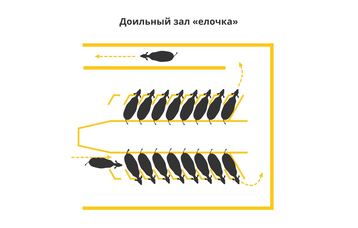 Классификация, схема доильных залов для коров: елочка, карусель, параллель