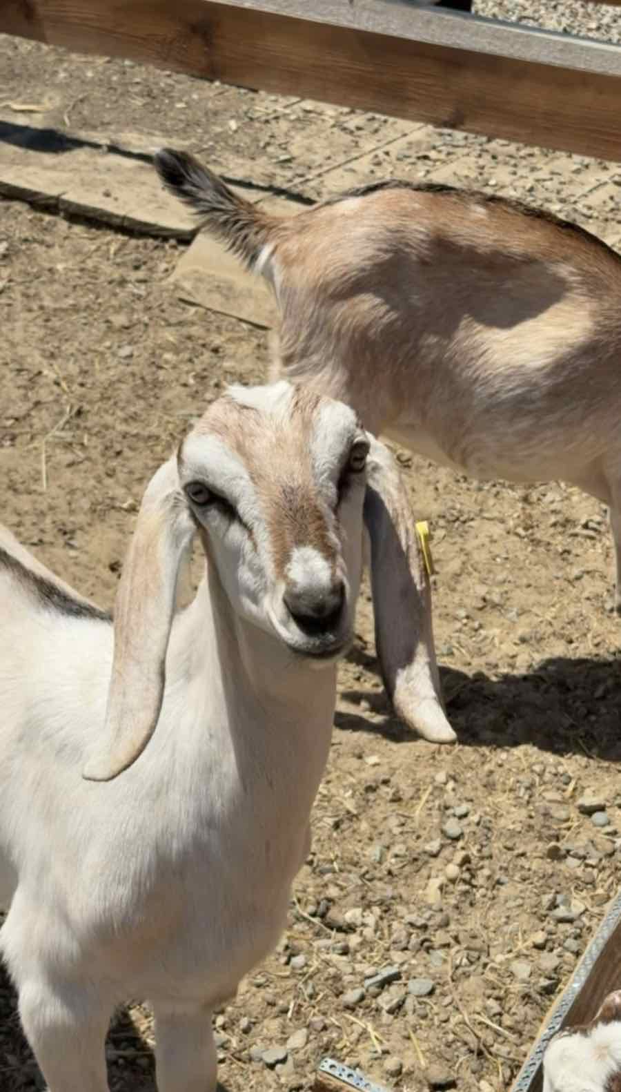Светлая нубийская коза с висячими ушами в загоне Фермы Альпак
