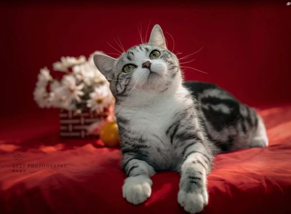 Кошечка