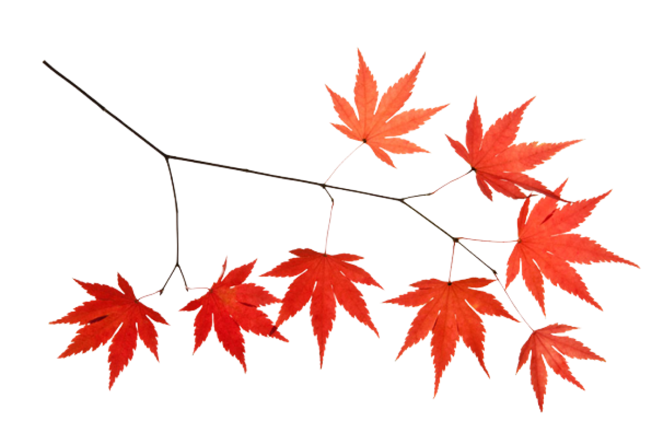 красные клены