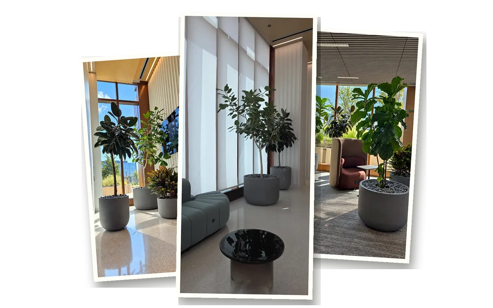 Three plantings at Bristol Myers Squibb's San Diego research hub: rubber trees and a croton in the lobby, a pair of ficus trees by a window and a fiddle-leaf fig in a lounge