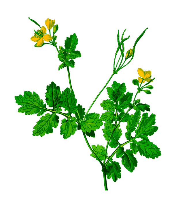 Монастырская аптека