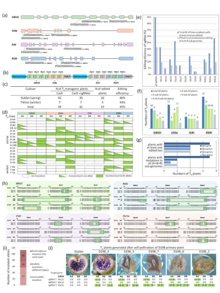 Рис. 1. CRISPR/Cas9-индуцированный мутагенез у гексаплоидного тритикале